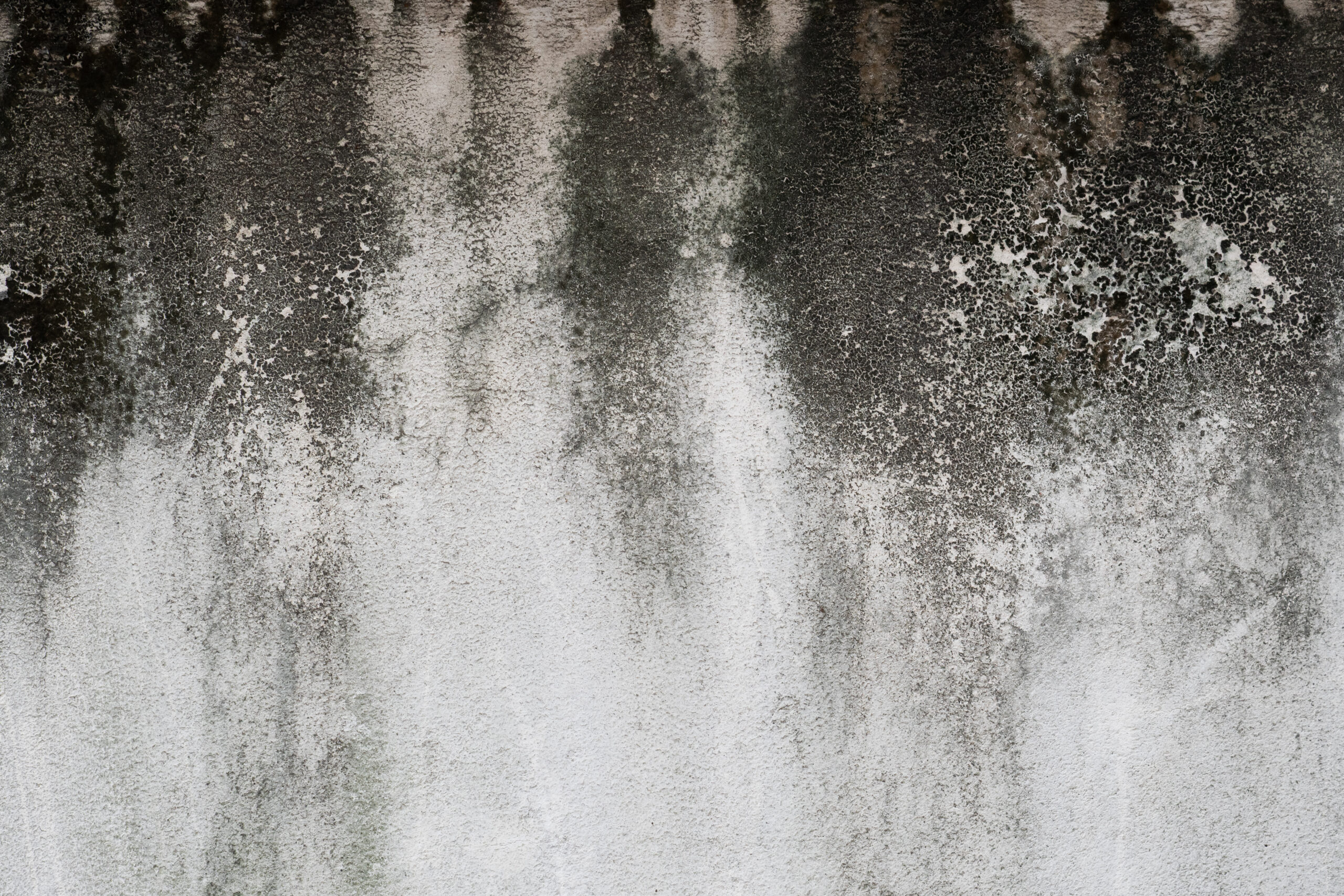 A concrete wall blackened by mold and algae