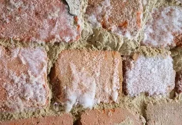 hydrotec-wall-mould-fungus-260nw-133728410-370x255-1