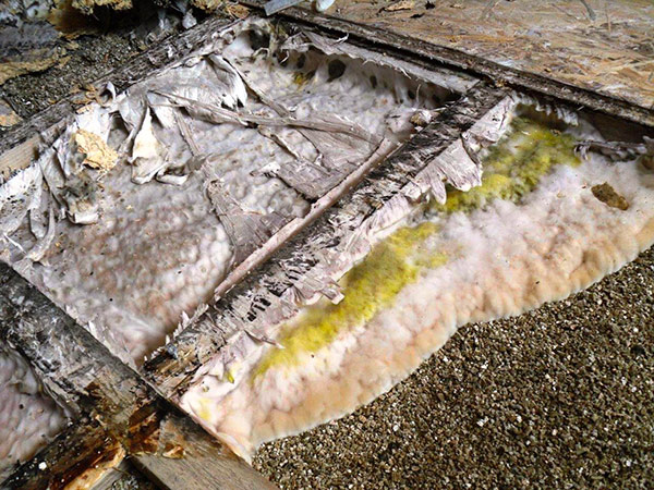 1-diagnostic-identification-de-la-merule