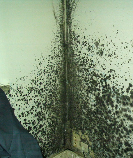 Hydrotec_Services_Box_Traitement-de-la-condensation-et-des-moisissures